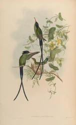 Trochilus polytmus